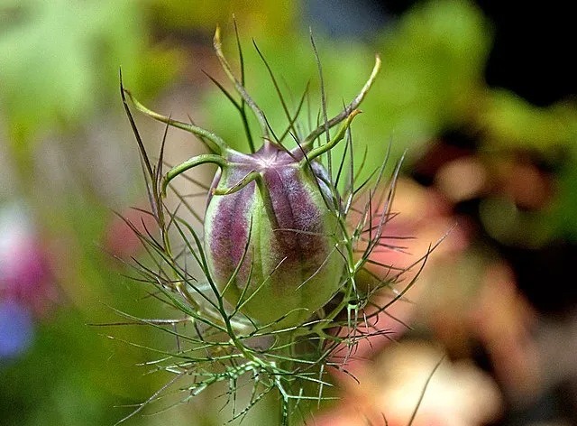 Love in a Mist Seed Pack