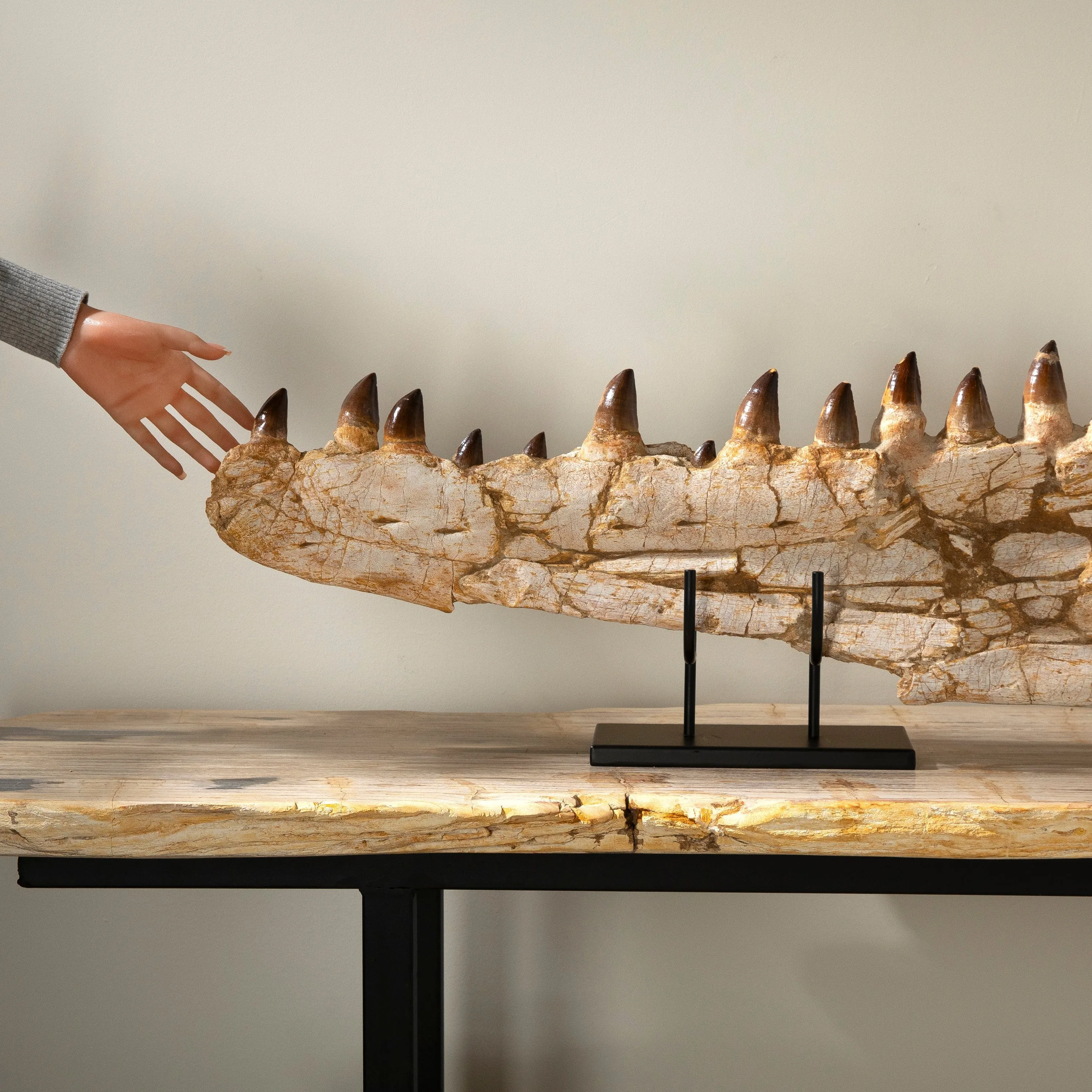 Mosasaurus Jaw and Teeth Fossil in Matrix - 53in.