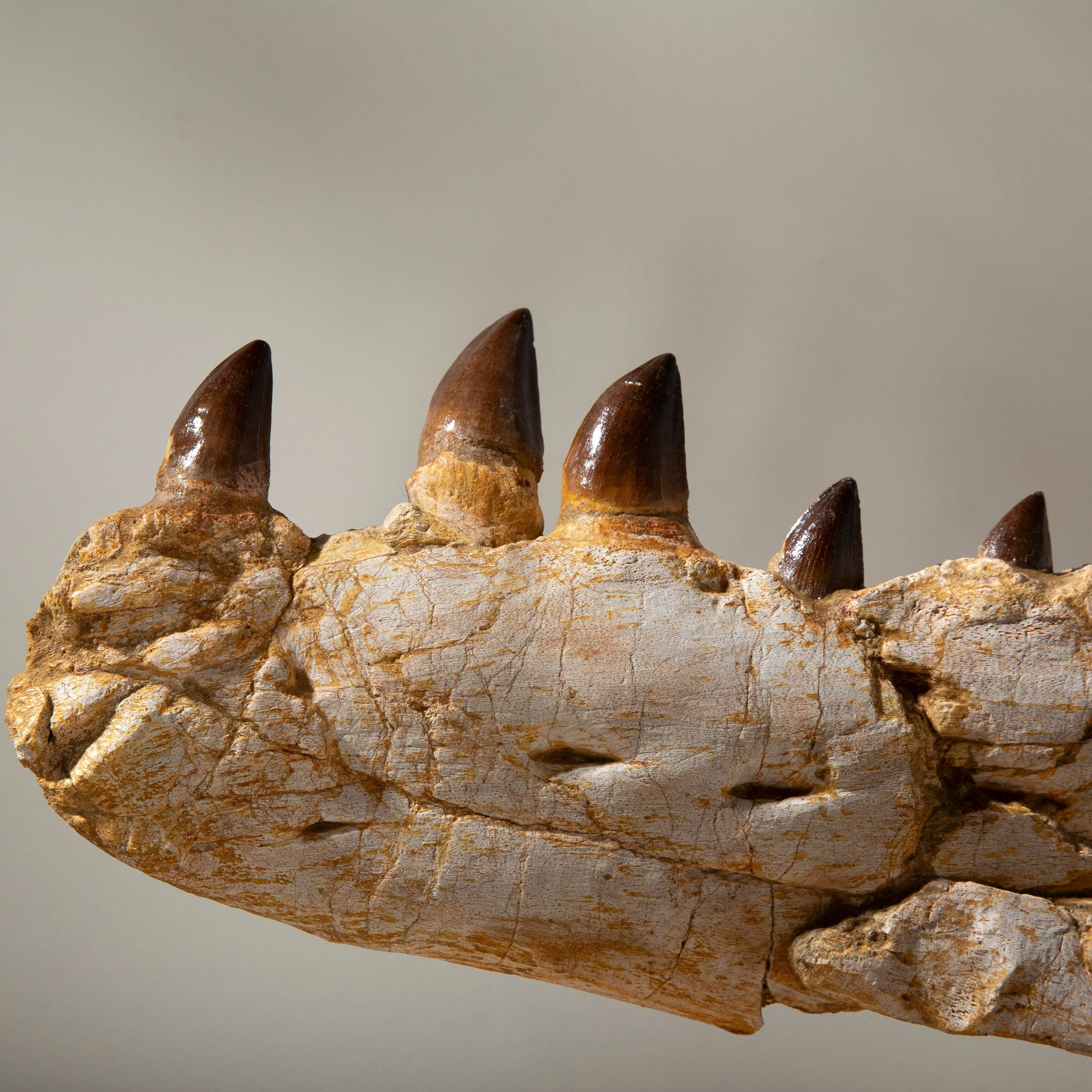 Mosasaurus Jaw and Teeth Fossil in Matrix - 53in.