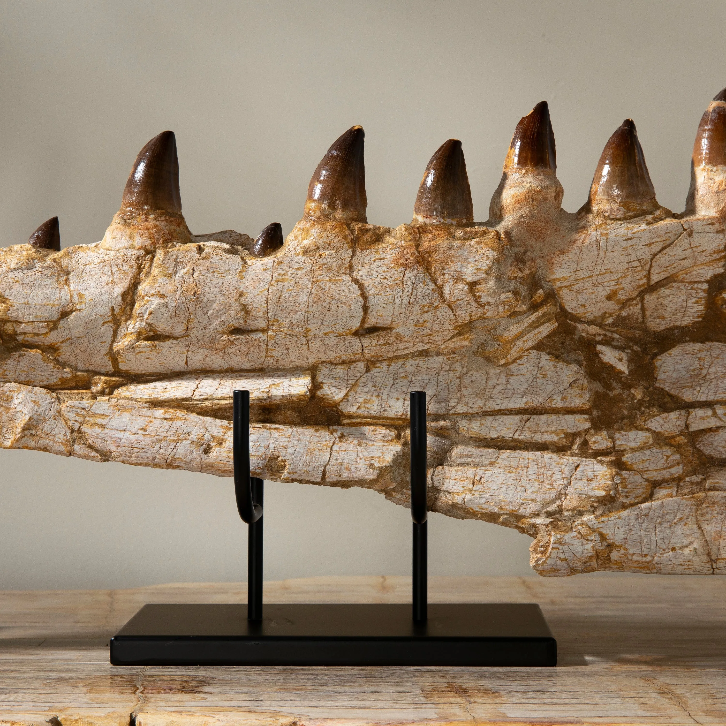 Mosasaurus Jaw and Teeth Fossil in Matrix - 53in.